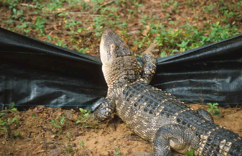 American alligator climbing over temporary fence. Click to see a much larger version.