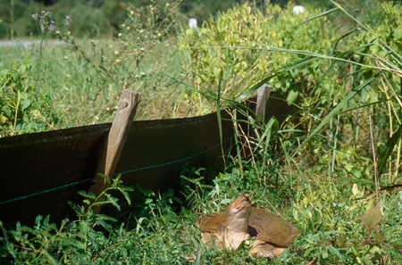 Florida softshell turtle after successfully climbing temporary fence. Click to see much larger version