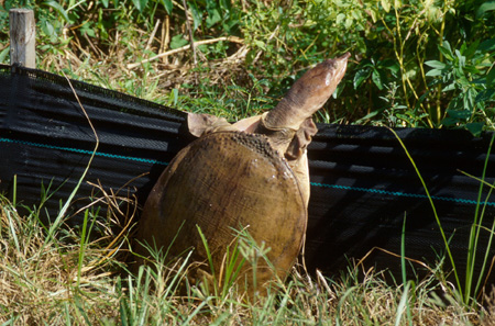 Turtle Climbing Fence