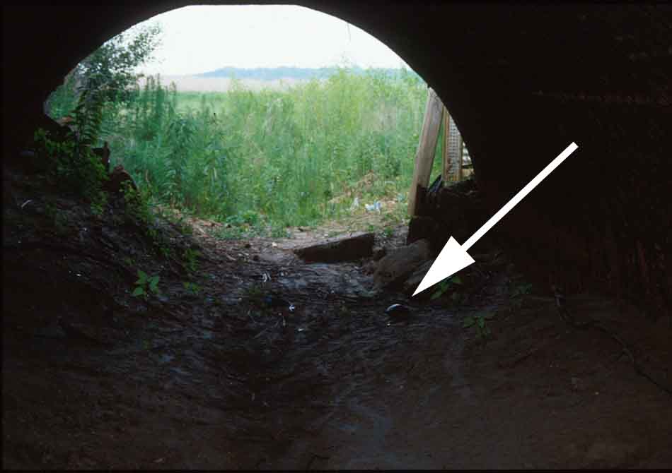 Turtle using 12' culvert under US 27. Click to see a much larger version.